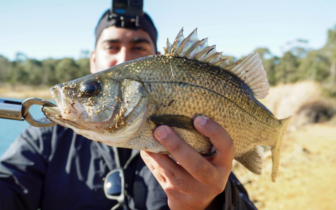 VIC June 2025 Estuary Perch Madness!